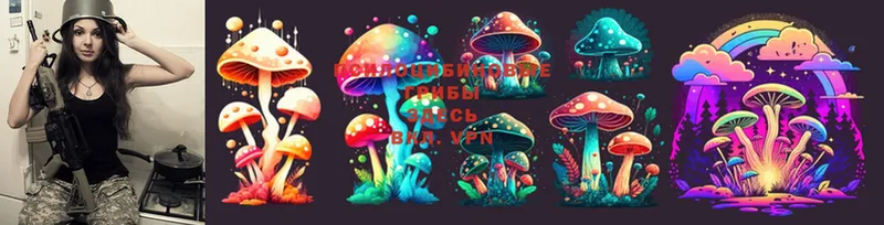 Псилоцибиновые грибы Psilocybine cubensis  Белозерск 